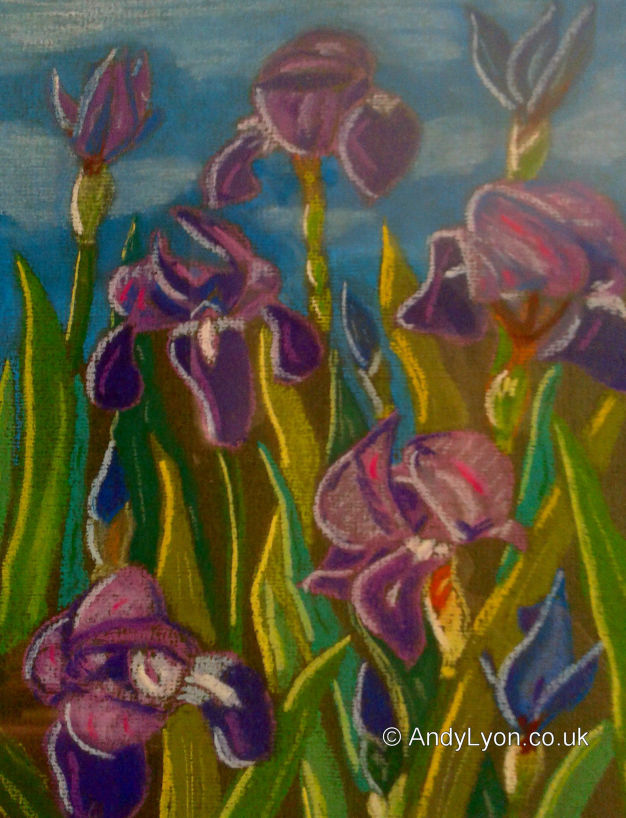 Iris